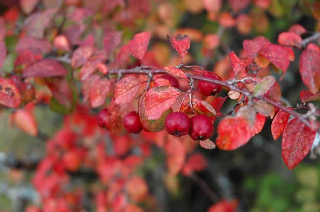 Flowers to Grow in Winter