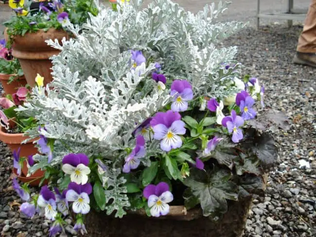  Flowers to Grow in Winter