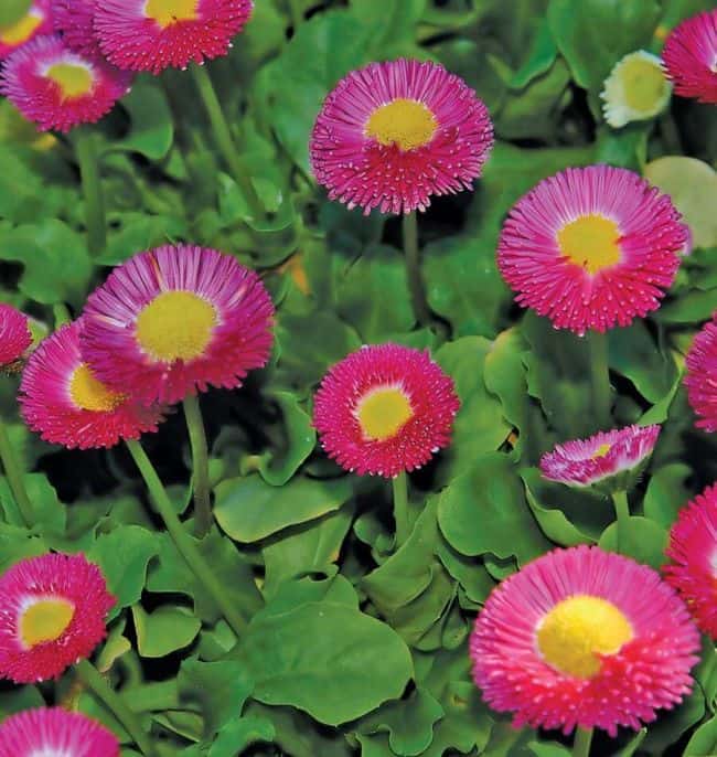 Winter Flowering Perennials