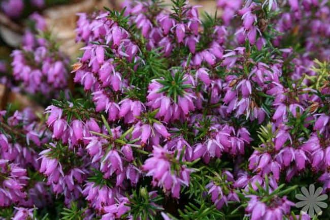 Winter Flowering Perennials