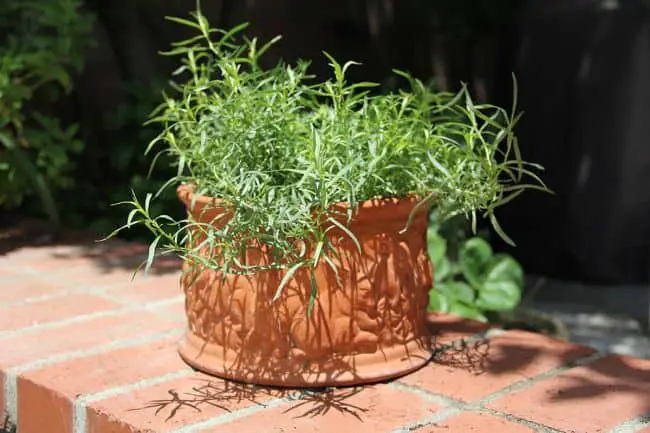 Mediterranean Herb Garden