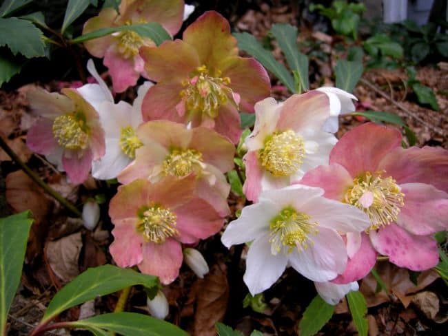 Winter Flowering Perennials