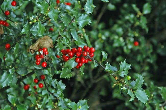 Plants for Winter