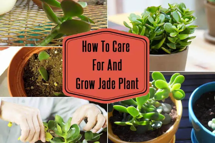 How To Grow Jade Plant