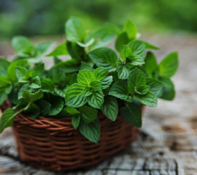 Mediterranean Herb Garden