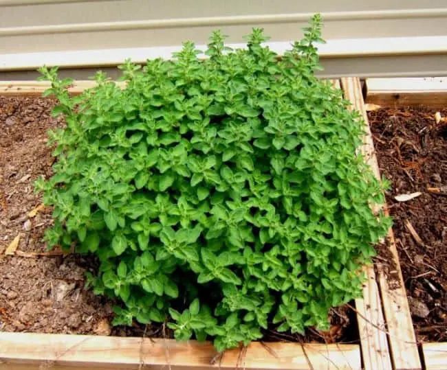 Types of Oregano Plants