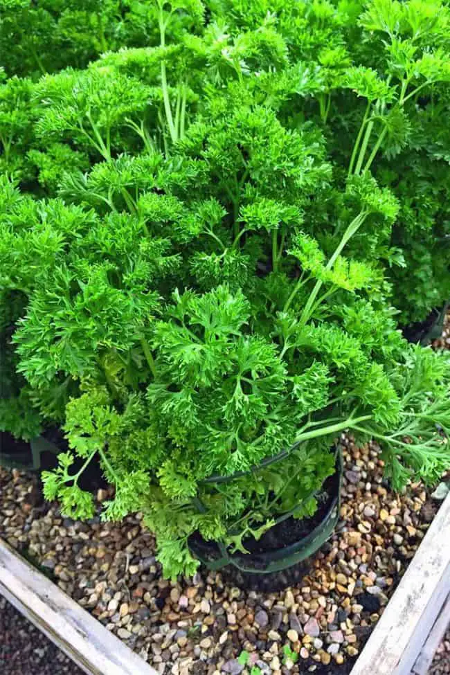 Mediterranean Herb Garden