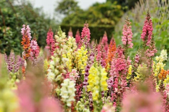 Winter Flowering Perennials