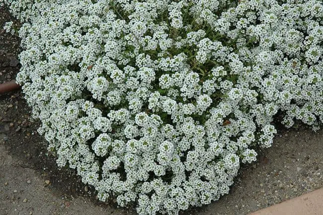 Winter Flowering Annuals