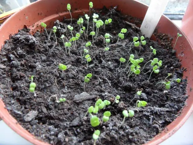 Mediterranean Herbs