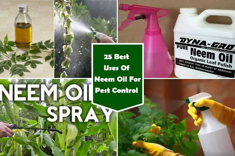 Neem Oil For Pest Control