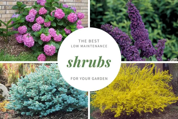 Low Maintenance Shrubs