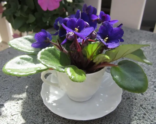 Indoor plants for coffee table