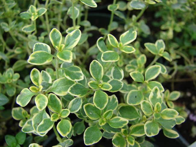 Low maintenance shrubs