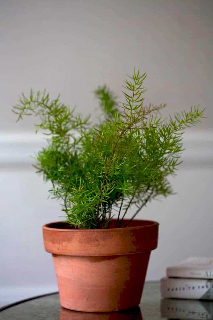 Coffee table with planter