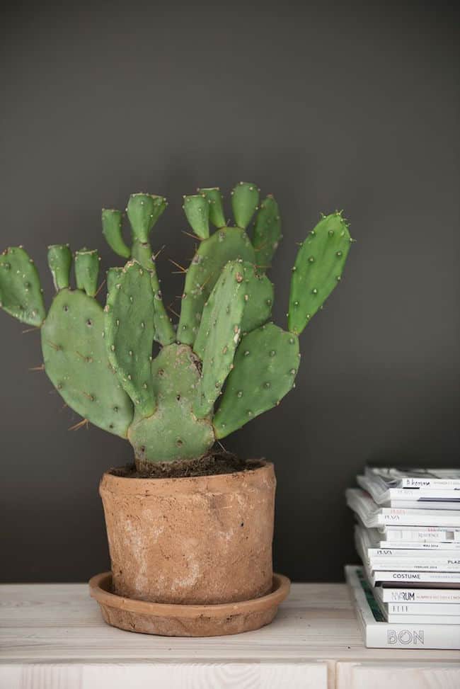 Succulent coffee table centerpiece