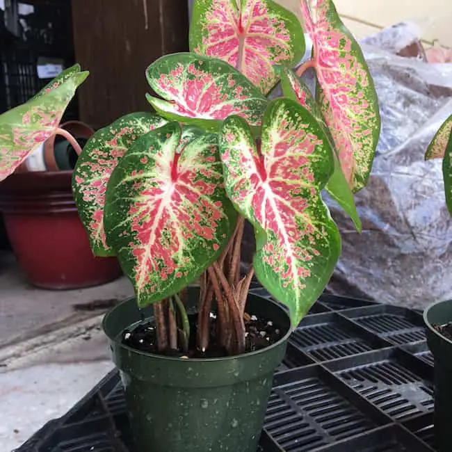 Indoor plants for coffee table