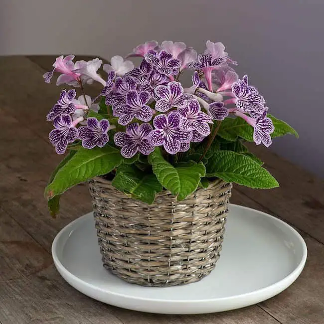 Coffee table plants