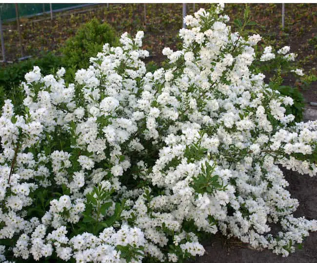 Flowering shrubs for full sun