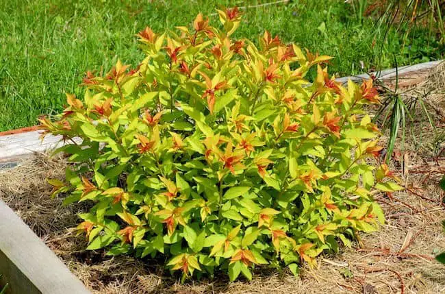 Flowering shrubs for full sun