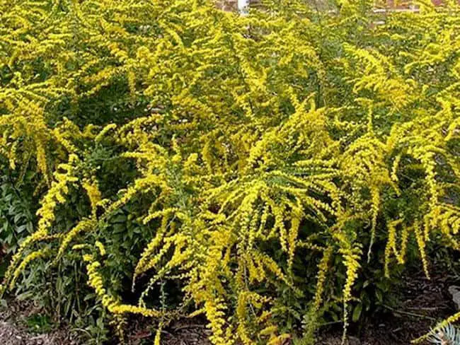 Small flowering shrubs for full sun