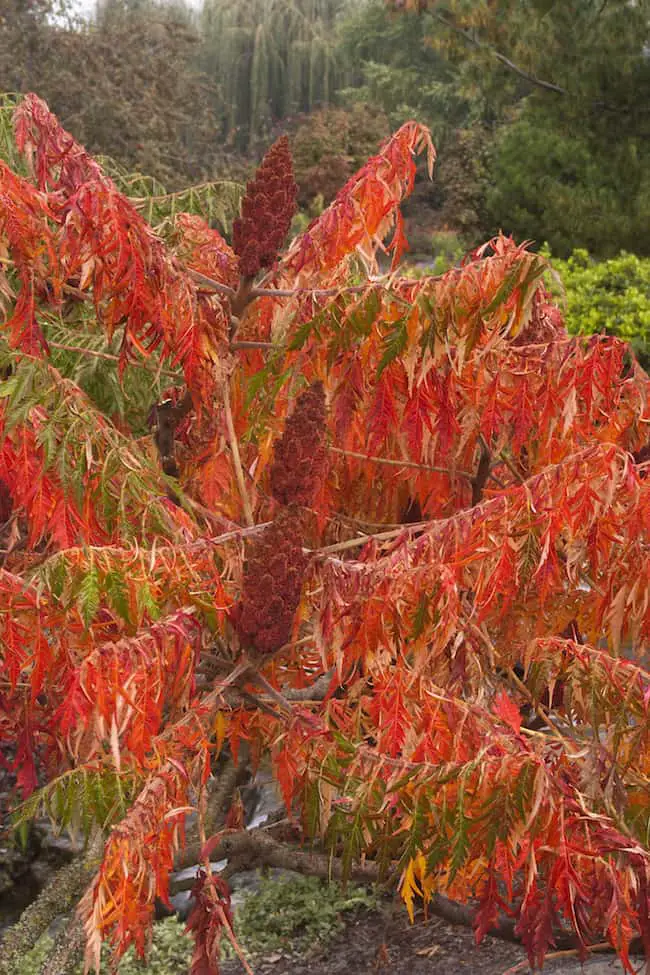 Small flowering shrubs for full sun