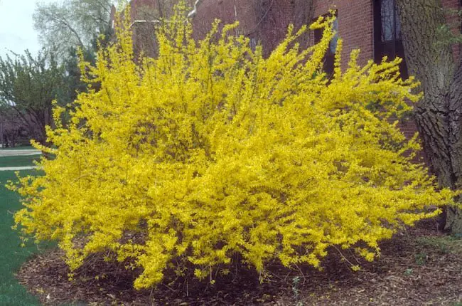 Small flowering shrubs for full sun