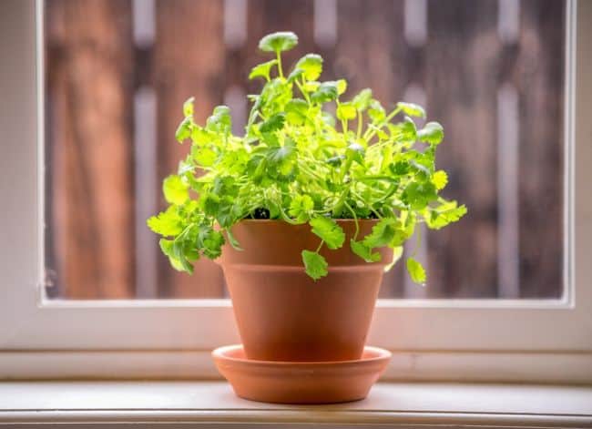 Growing Cilantro Indoors