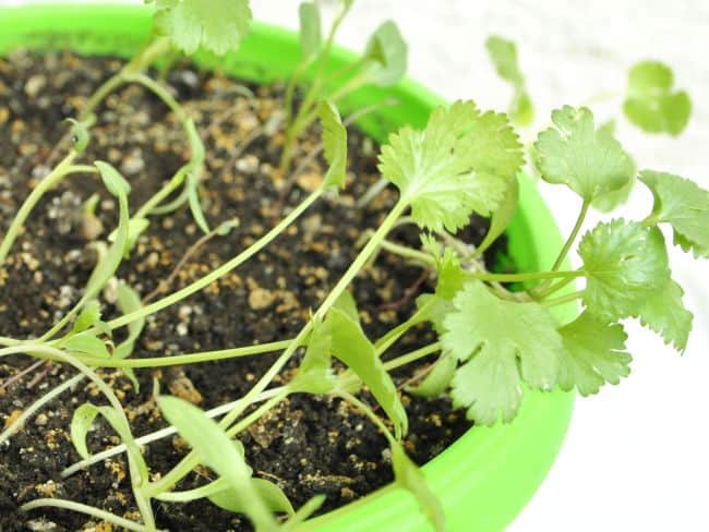 How to Plant Cilantro Seeds Indoors