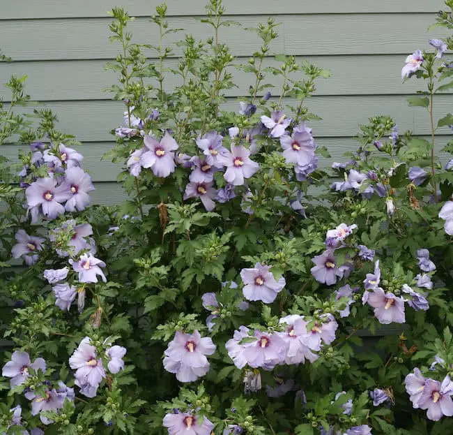 Small flowering shrubs for full sun