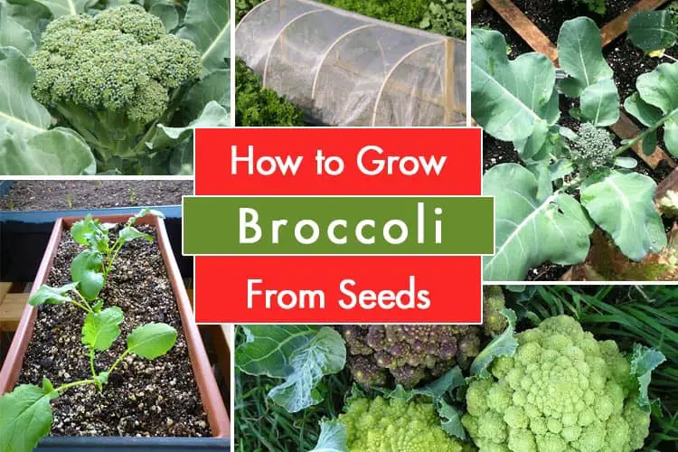 Growing Broccoli From Seeds