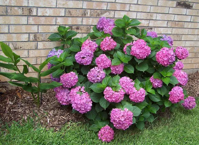 Small flowering shrubs for full sun