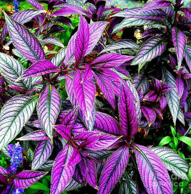 Persian shield plant 