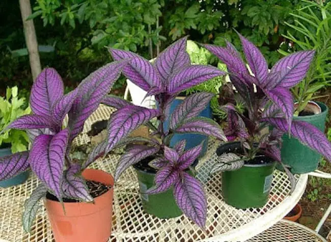 Persian shield flower 