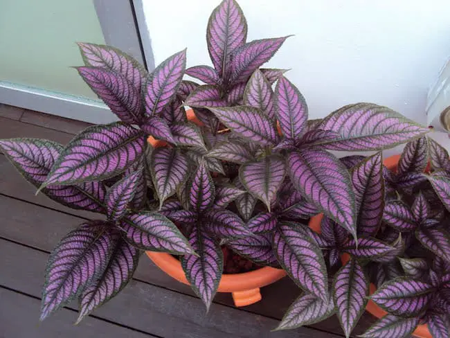 Persian shield flower