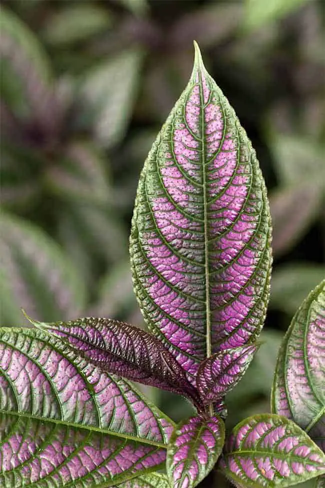 Persian shield plant care 