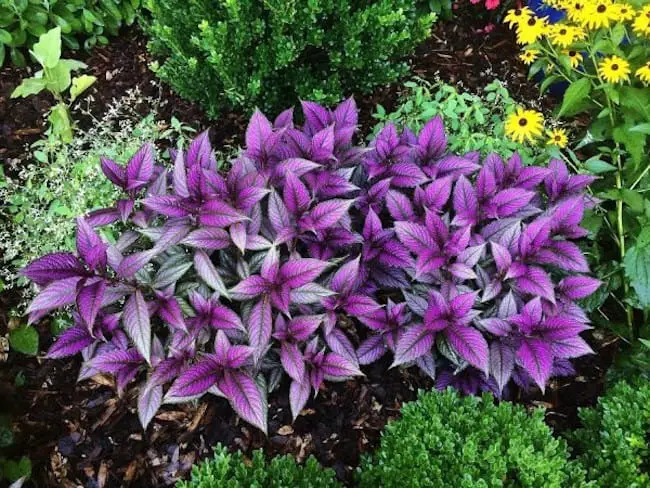 Persian shield plant