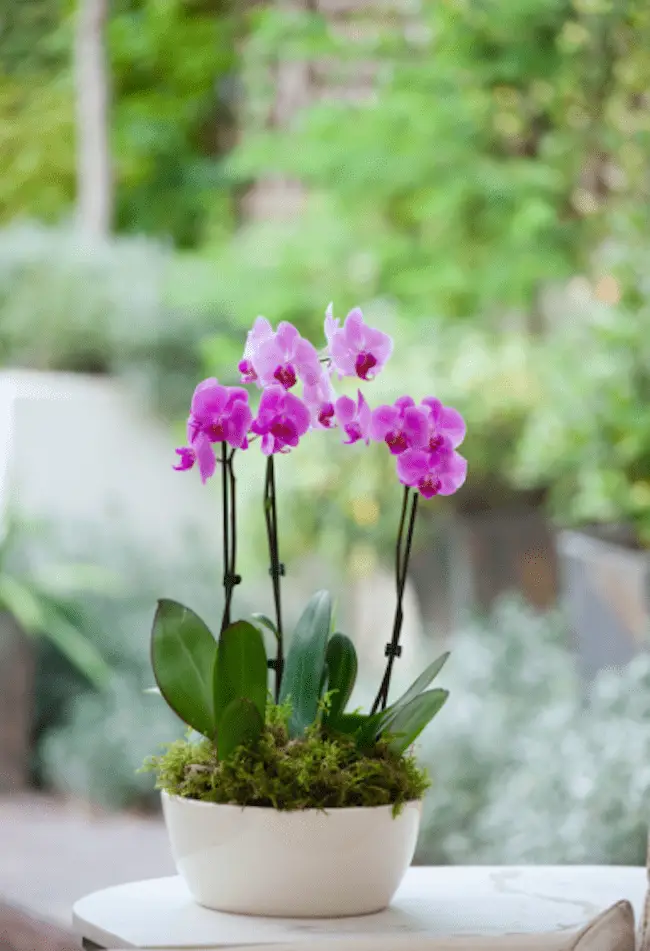 Indoor tabletop plants