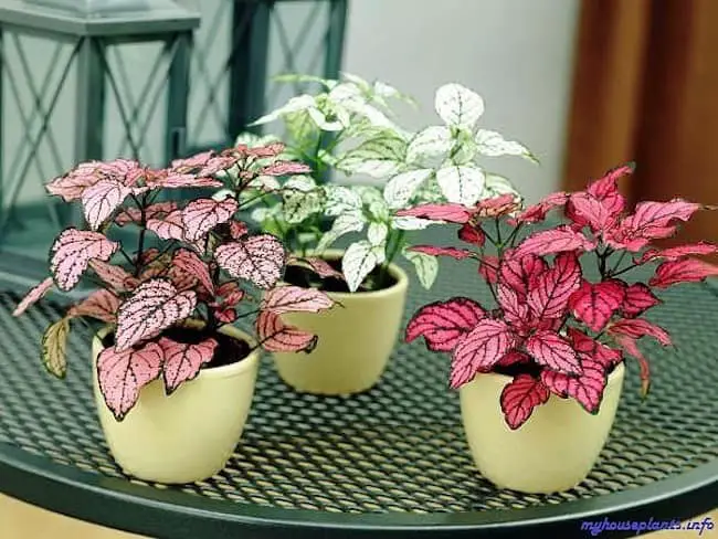 Coffee table plants