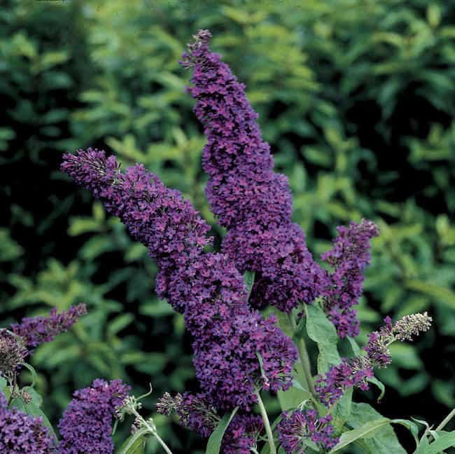 Low maintenance shrubs