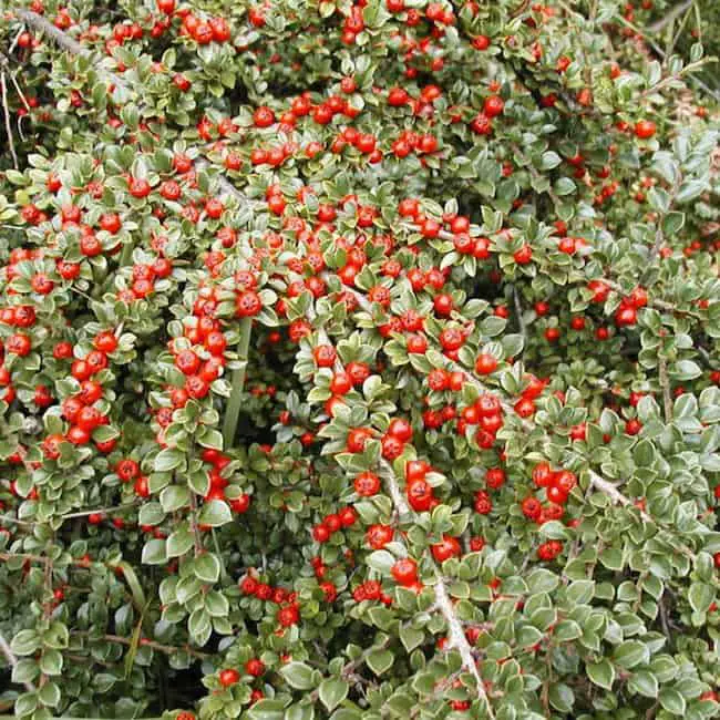 Low maintenance shrubs