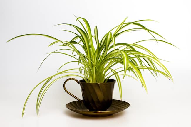 Coffee table plants