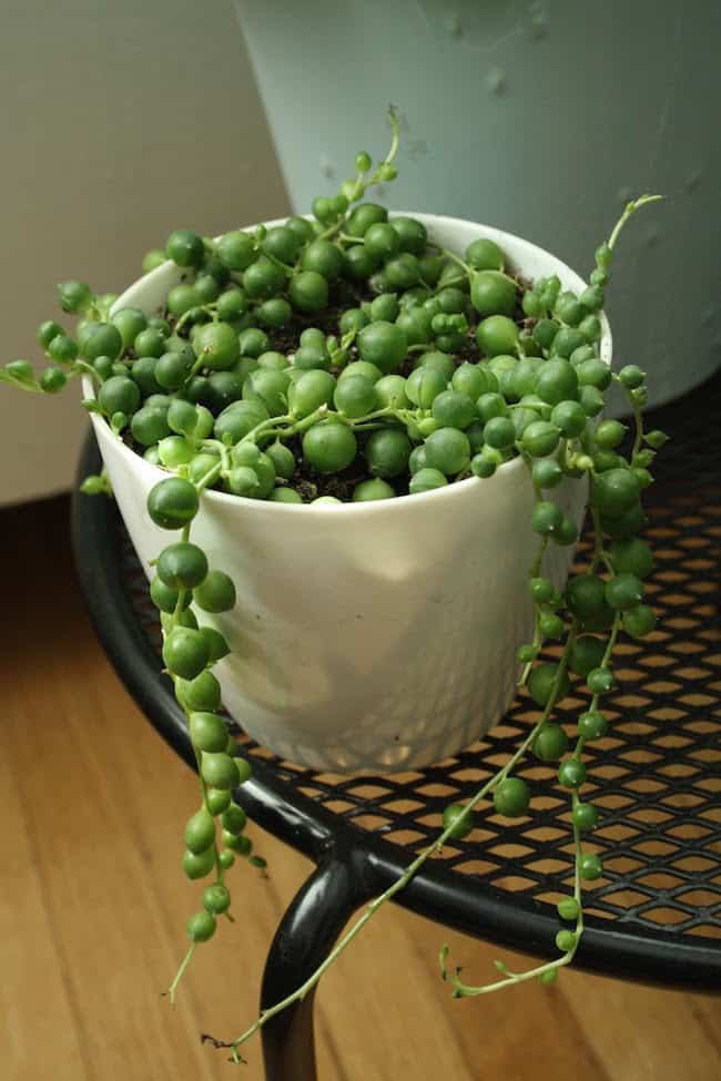 Coffee table plants