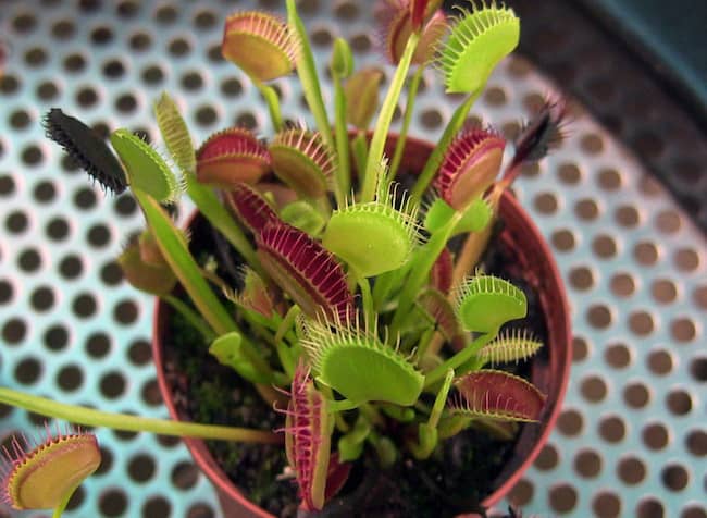 Coffee table plants