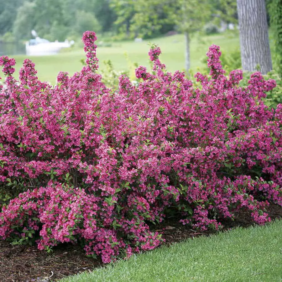 Best evergreen shrubs for front of house