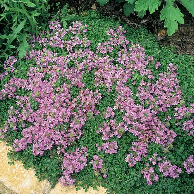 Best evergreen shrubs for front of house