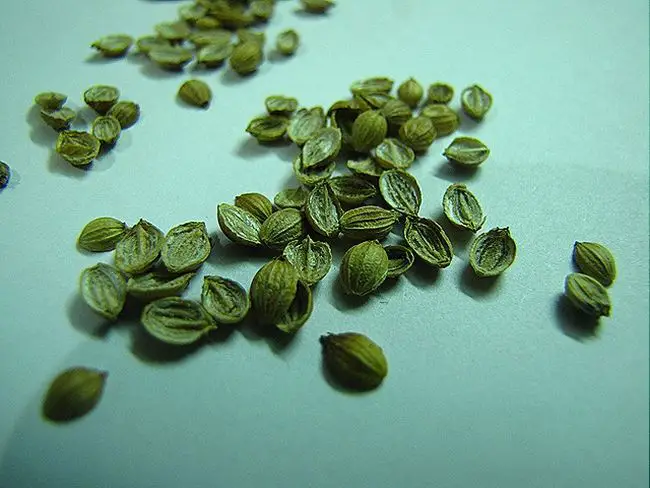 How to Plant Cilantro Seeds Indoors