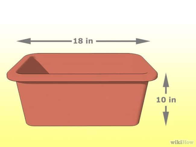 Cilantro Planting Guide