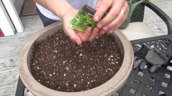 Growing Cilantro from Seeds