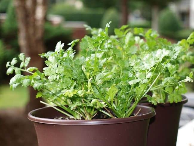 Growing Cilantro from Seeds